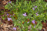 Southern coastal violet